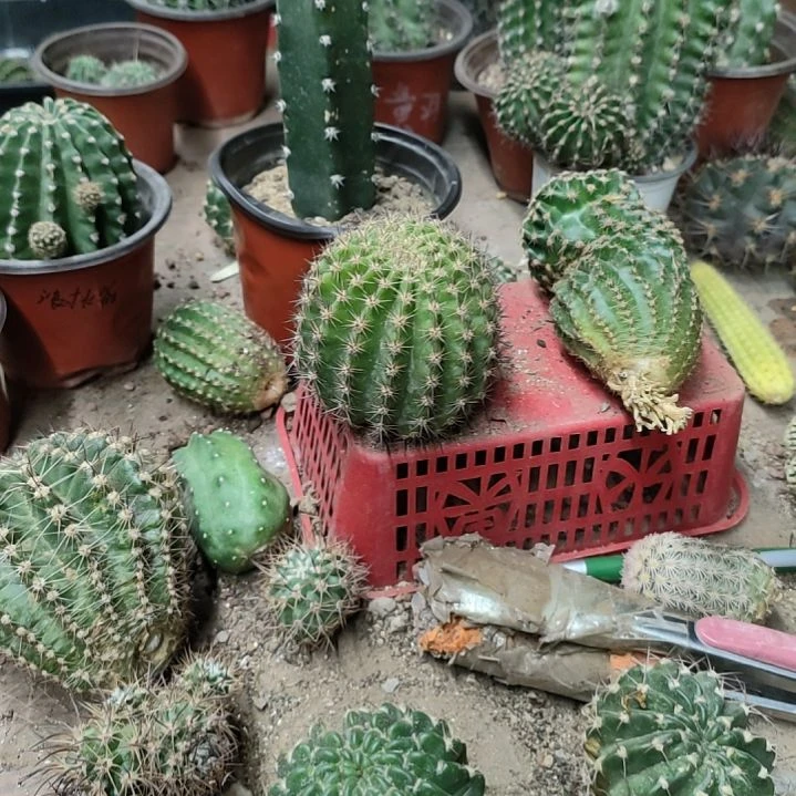 仙人球彩草丝牡丹无根侧芽