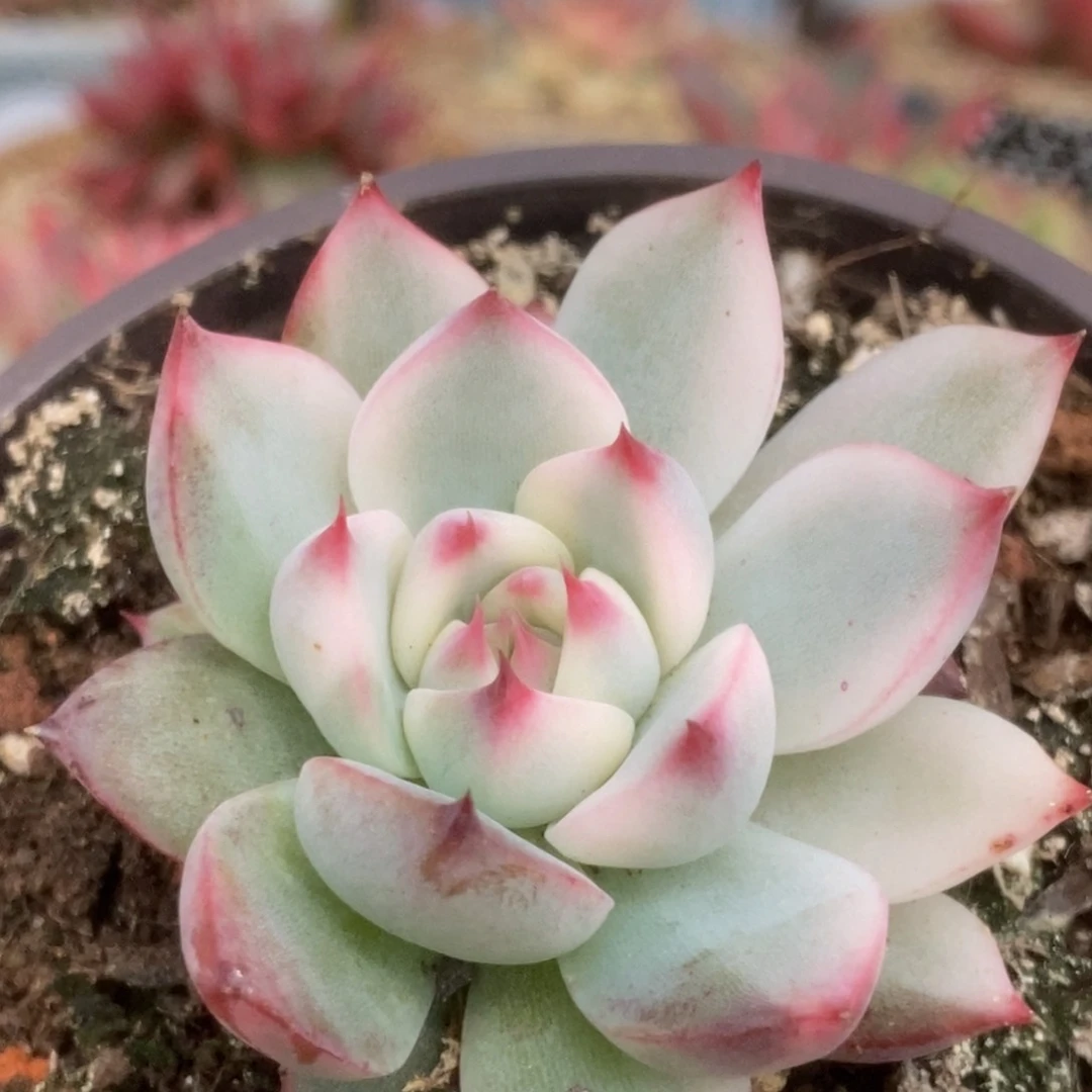 39福利锦锦锦锦锦锦锦锦锦
