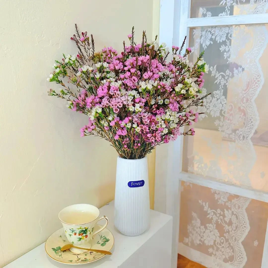 【粉白色腊梅+送瓶子+保鲜剂】鲜切澳洲腊梅花卉云南基地直发