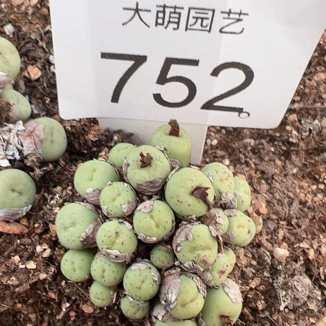 一物一拍脱土发。     752
