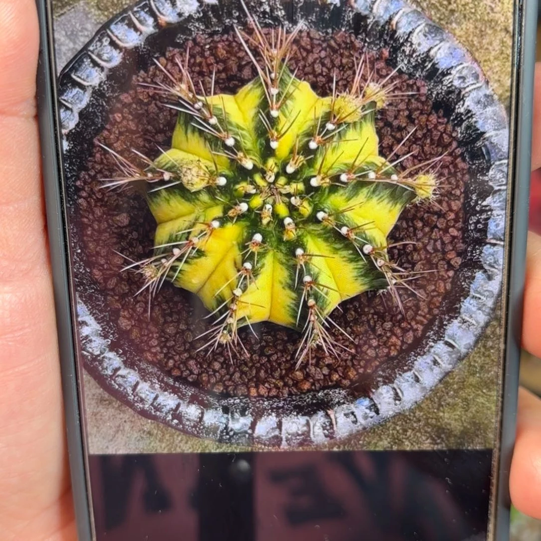 泰系米哈11号侧牙母本12号