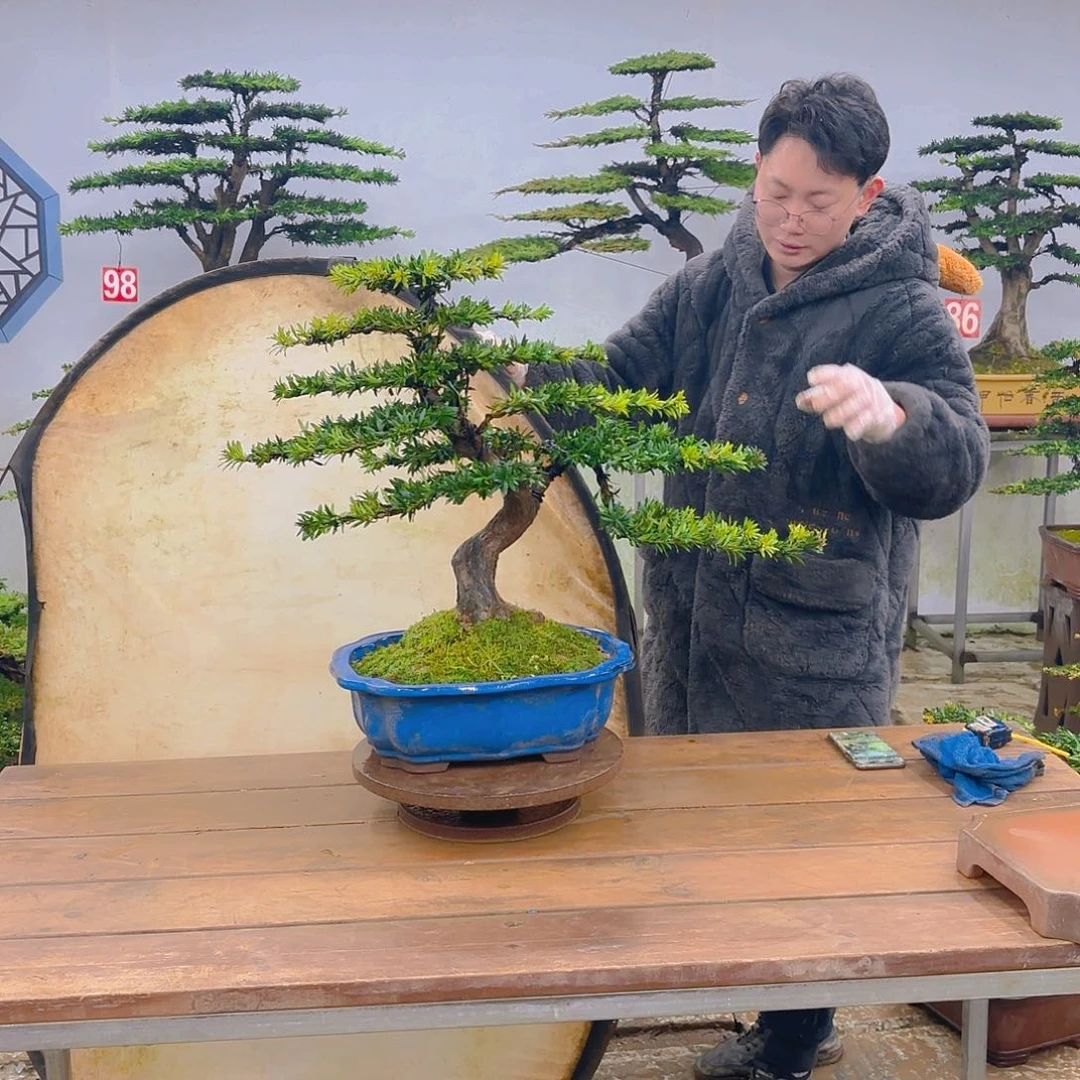 木小红帽罗汉松带盆
