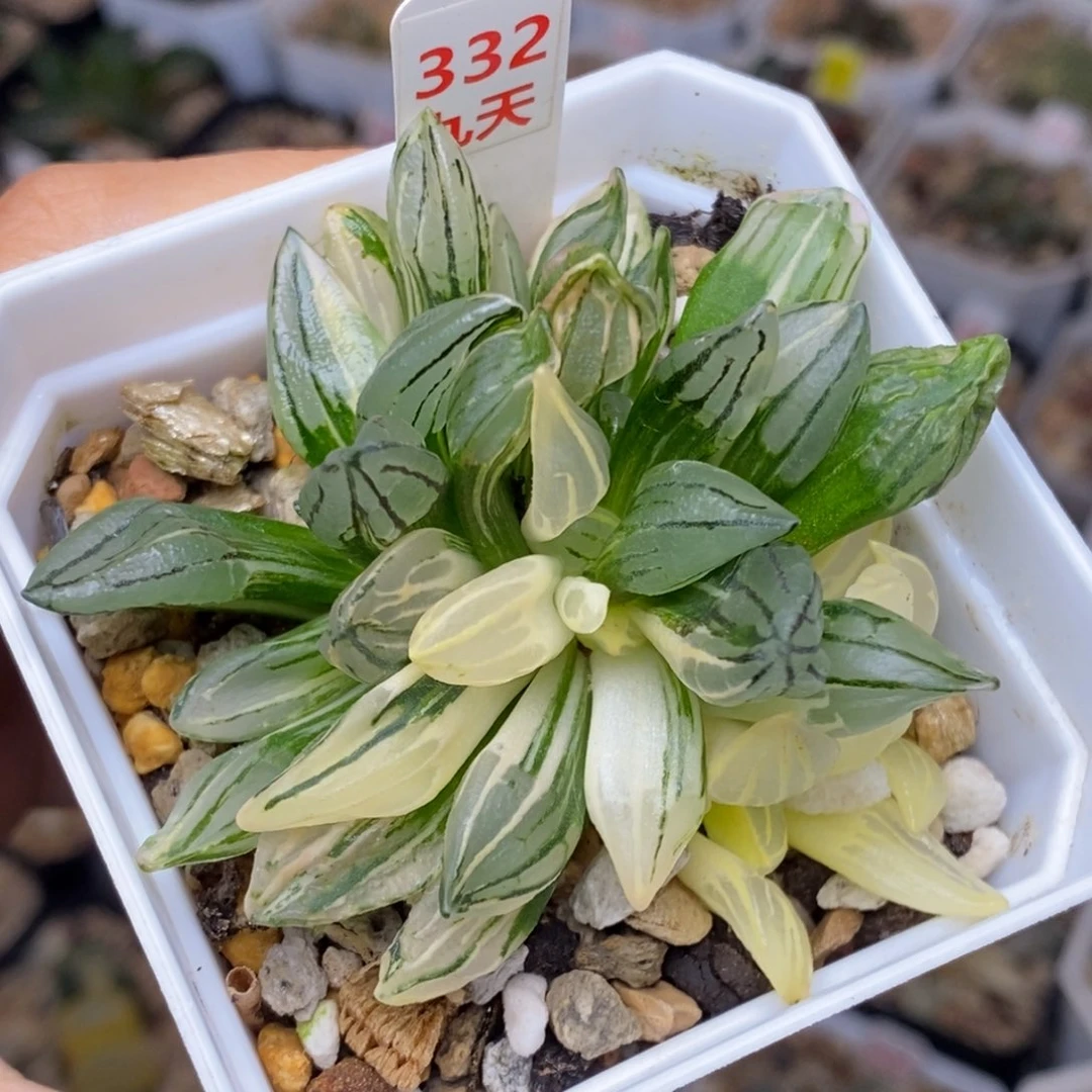 332号西瓜锦带盆发货多肉