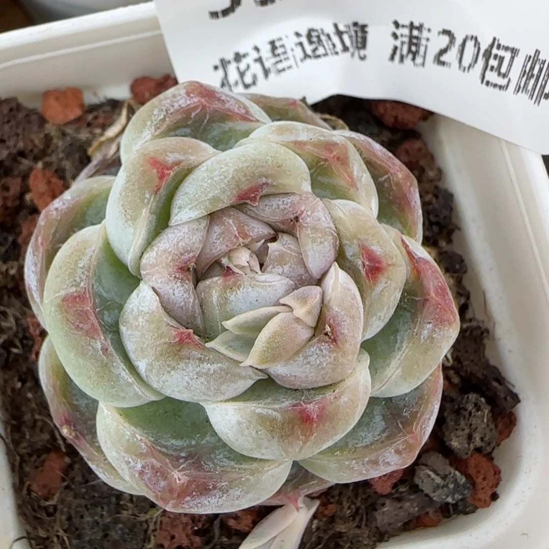 花语逸境0213-536