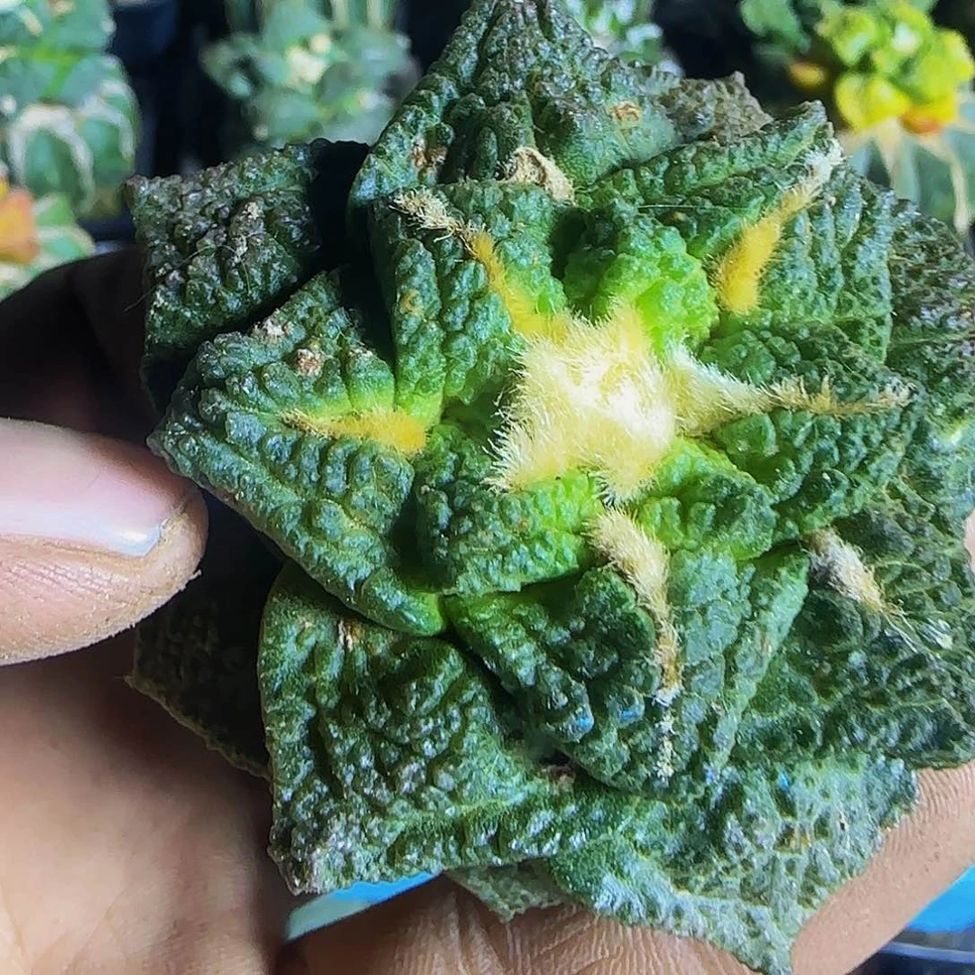 龟甲789刚出根的