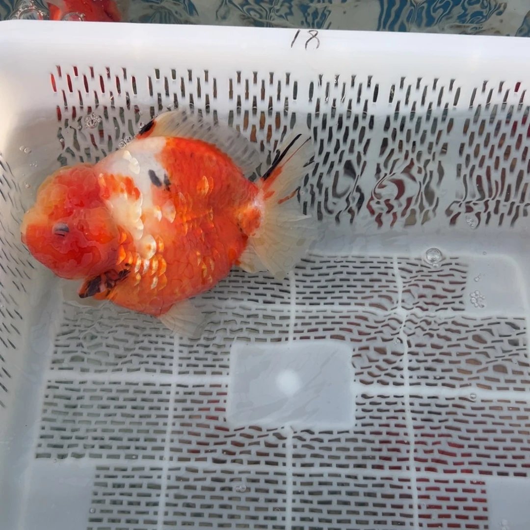 朗***明金鱼你好吗我好想你啊我