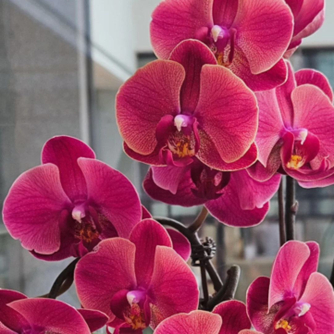 红梅3.0寸蝴蝶兰苗无花无剑根少介意勿拍有破损