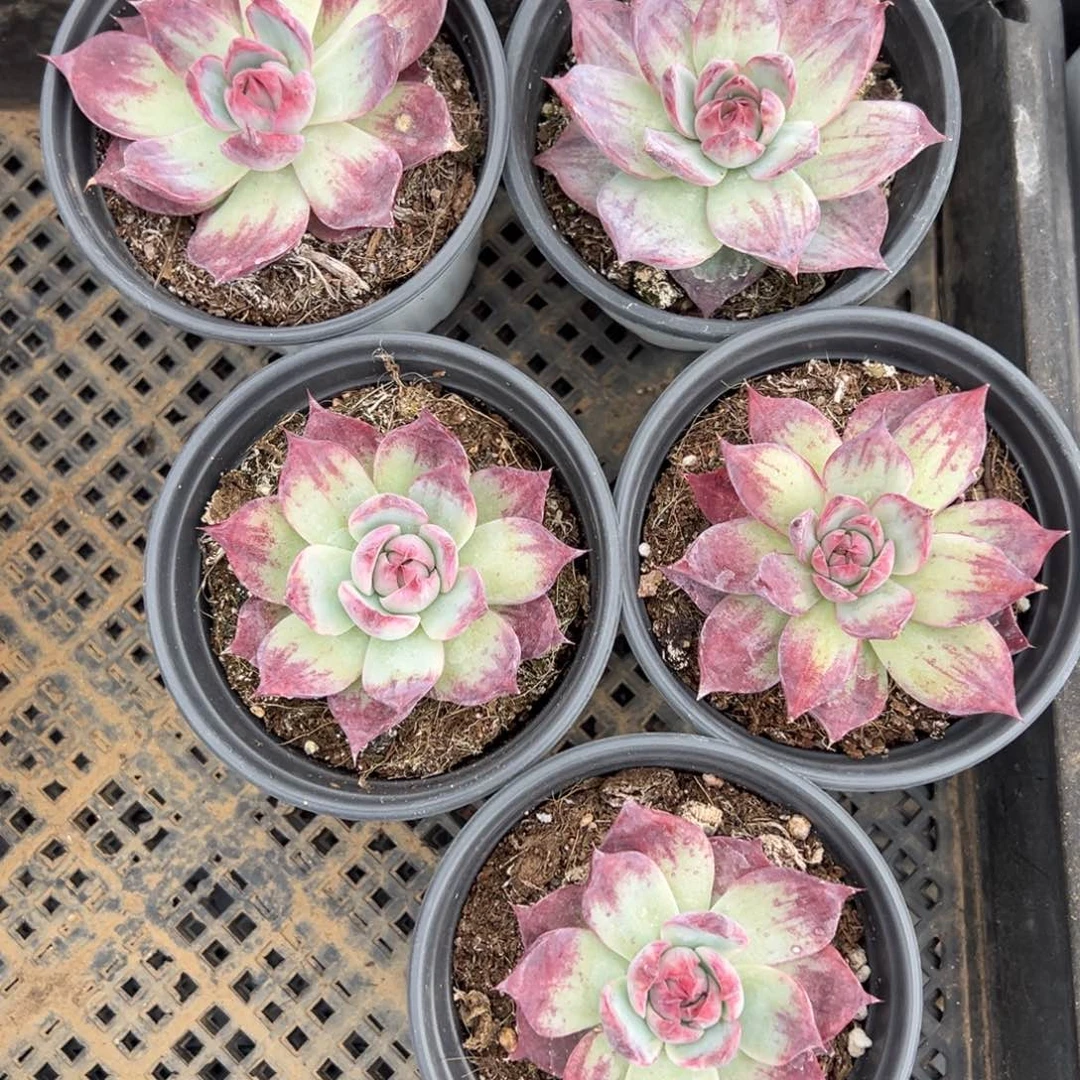 惊鸿仙子宽叶拉丝款一颗量拍多肉满18元包邮下午发