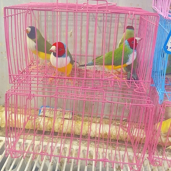 山***河文鸟高彩两对包活到家收到货拍开箱视频