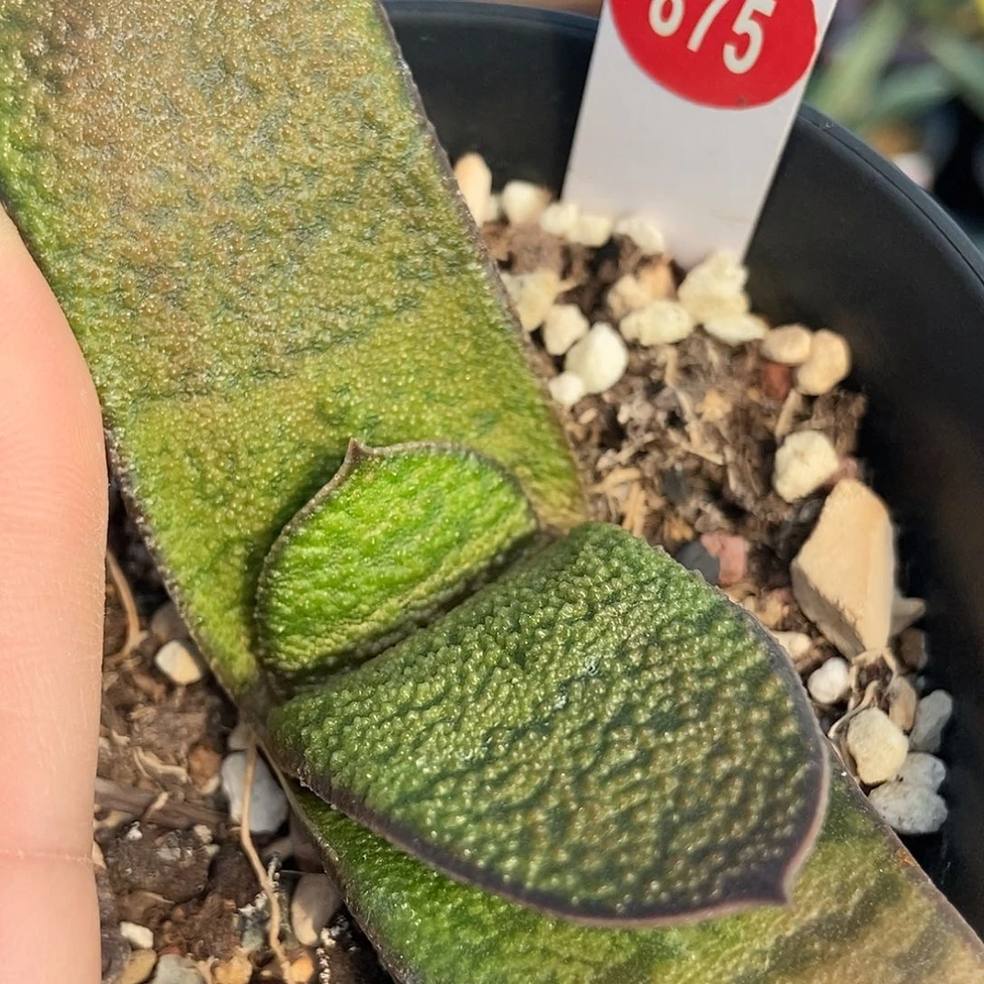 用***儿875实生转带盆发货