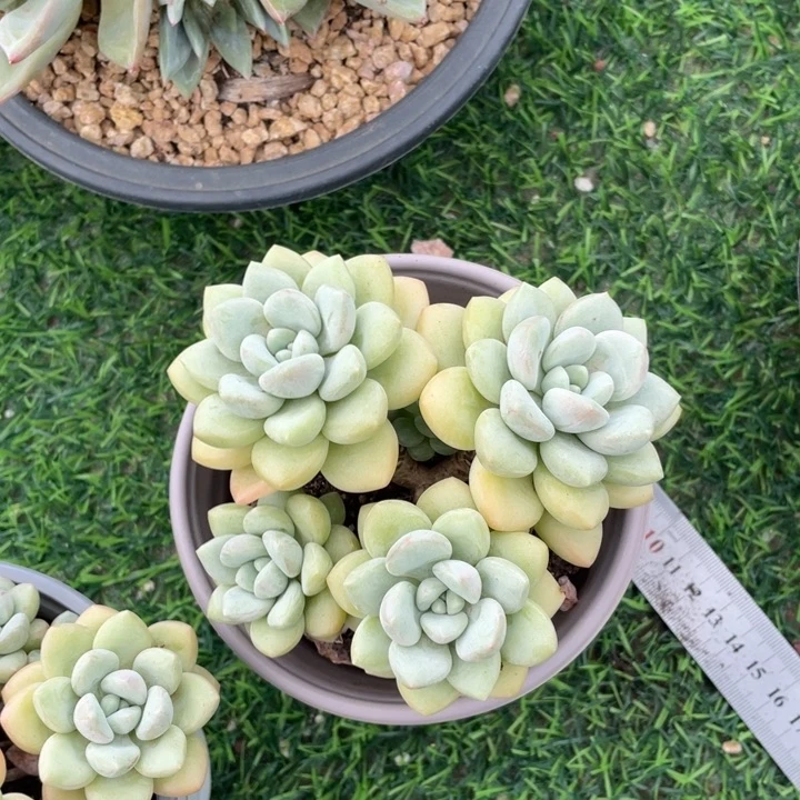 蓉***蓉泡泡糖冠幅11 公分一物一拍