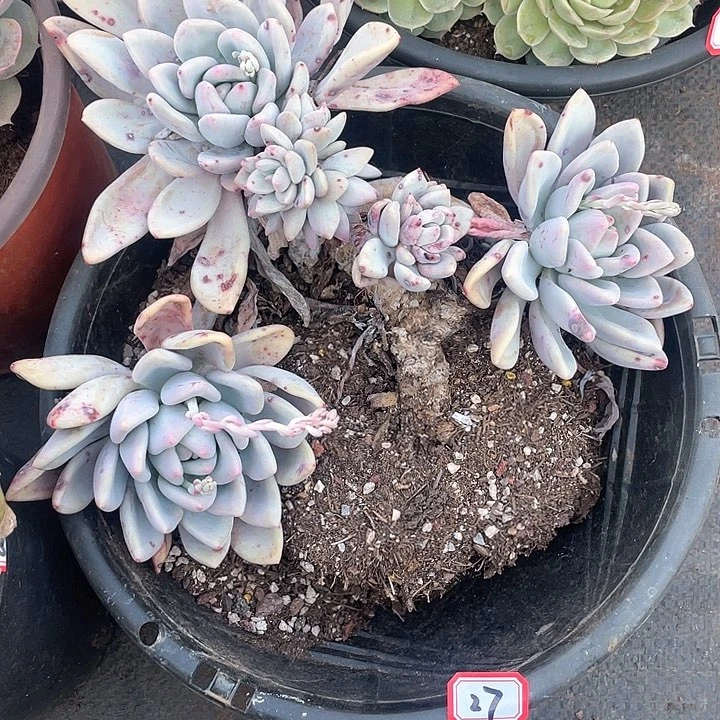 27奥普一物一拍多肉