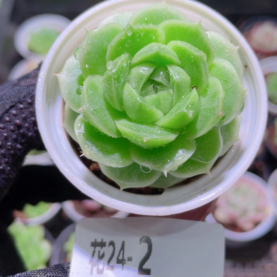 花利美24-2新品单头