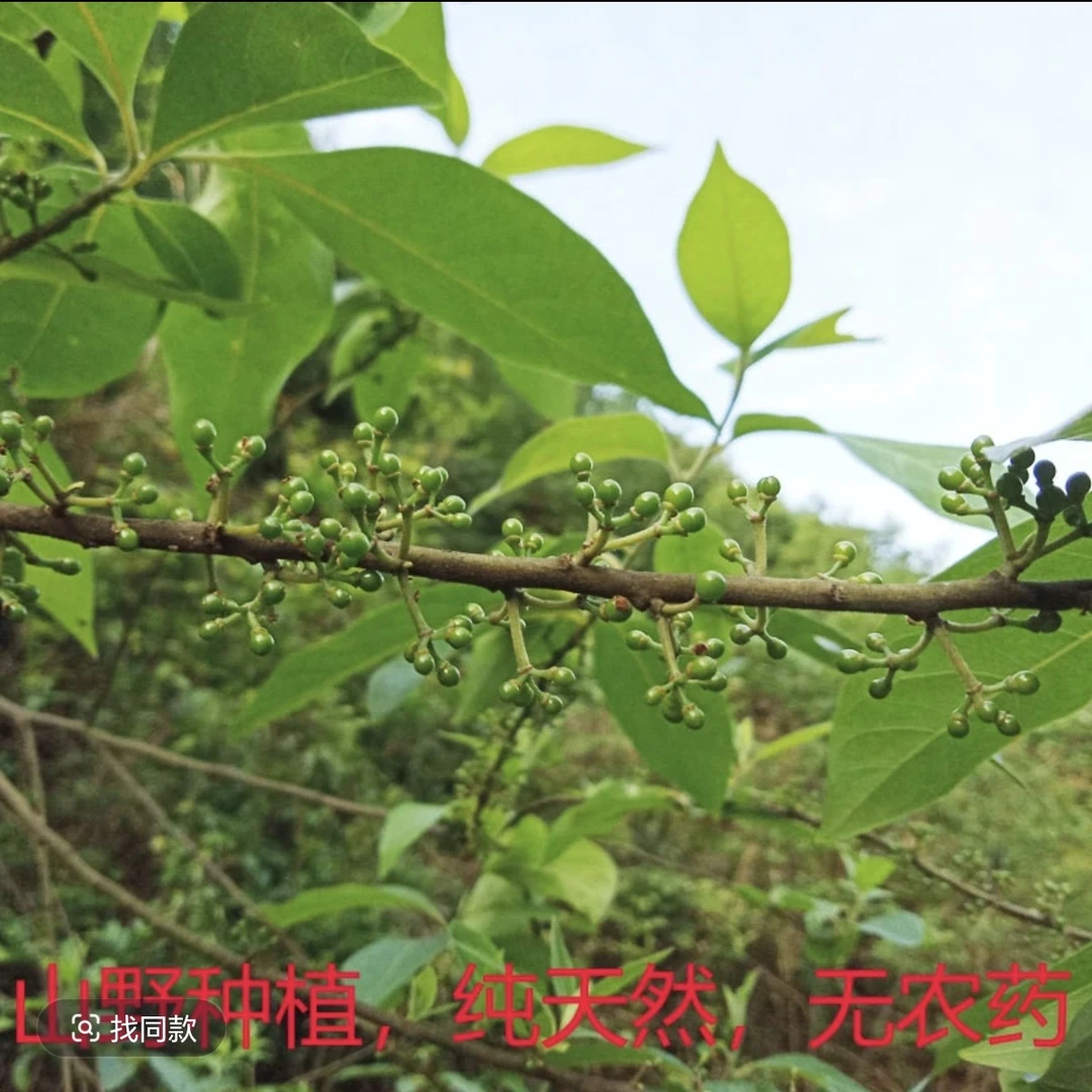 贵州三穗新鲜青花椒精选头茬颗粒饱满清香纯正