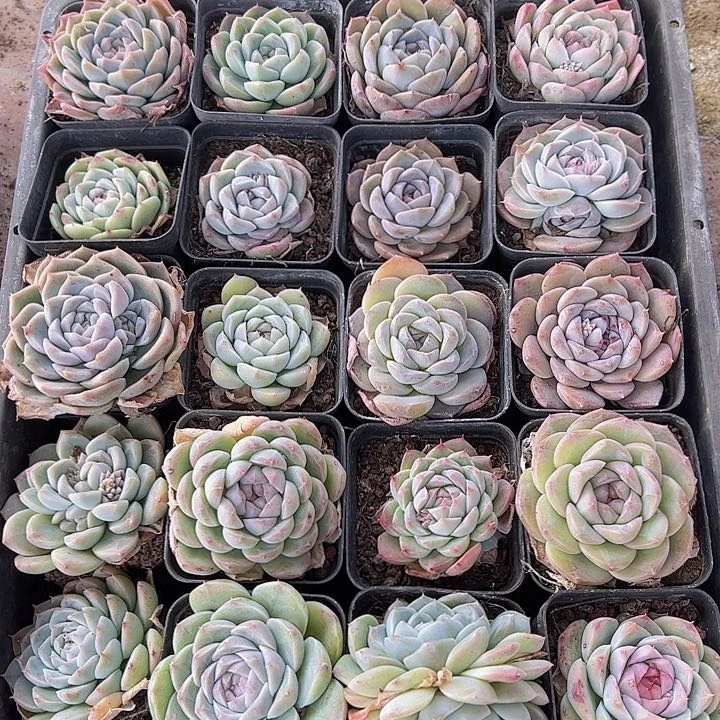 直播福利一物一拍523