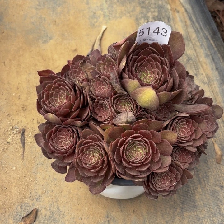 红魔多肉处理不包断头5143