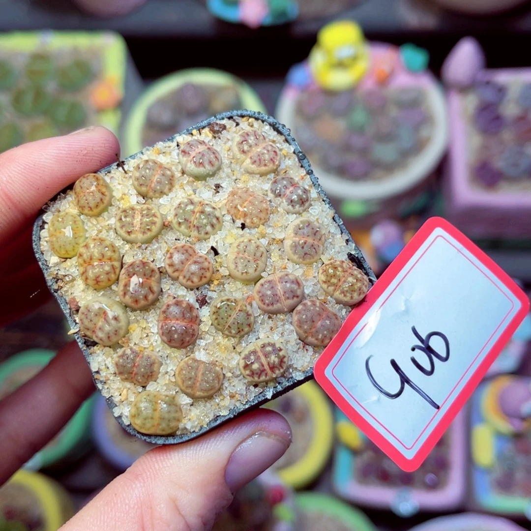 906生石花带盆发1