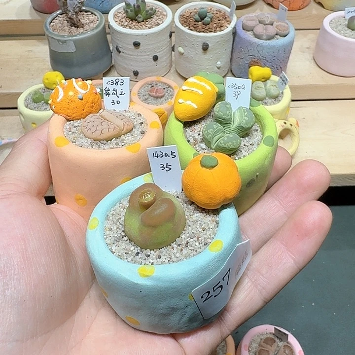 红陶希**哈蘑菇384花盆