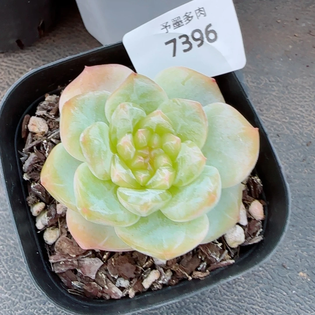 孤品珍妮，7396多肉植物