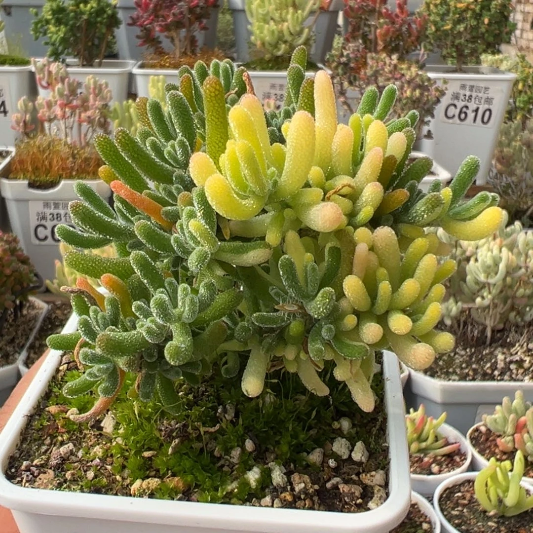 4-711荧光兔拉丝锦七方盆老桩枝干番杏