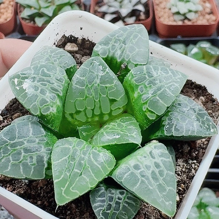 用***4无花朵十二卷 生生不息 福利