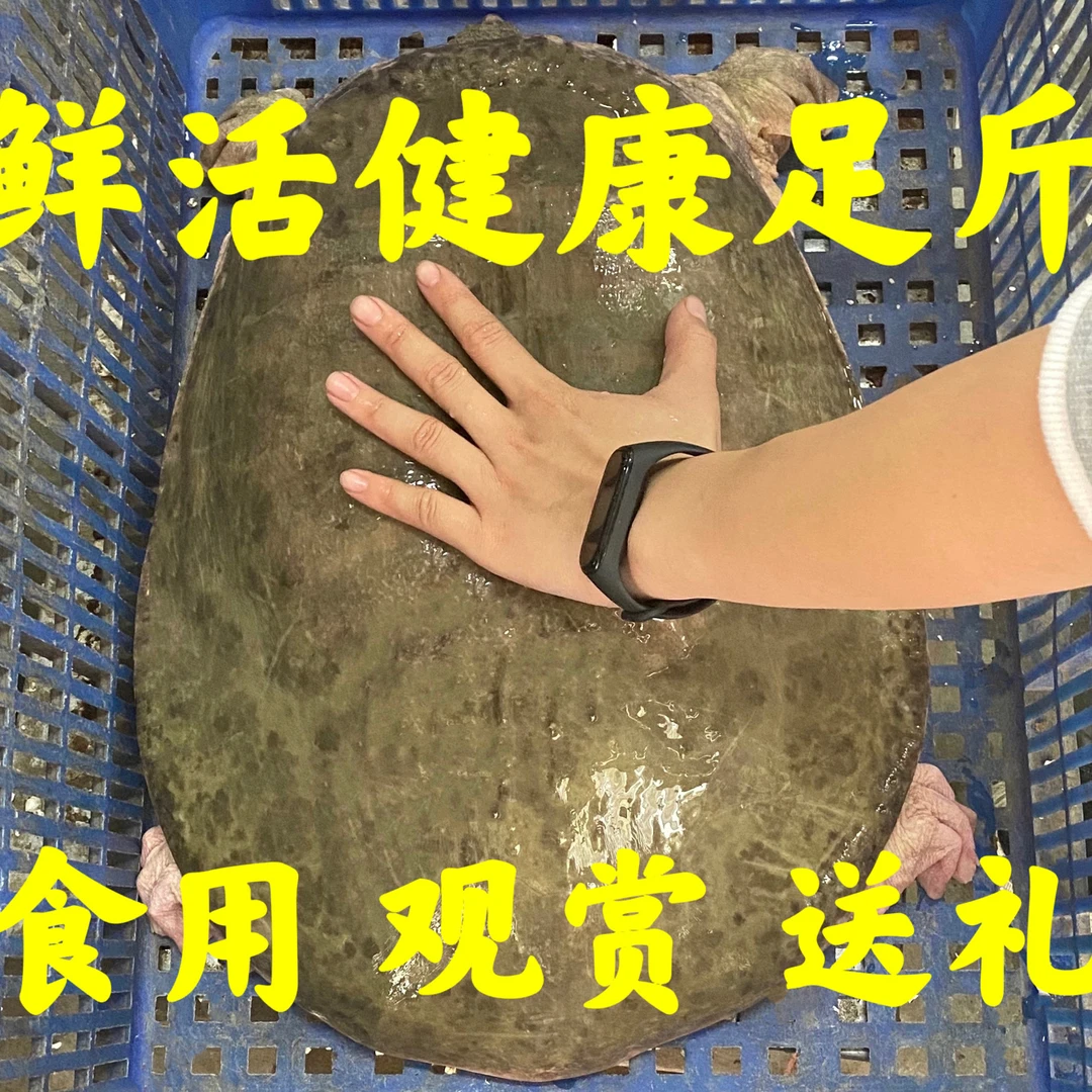 【顺丰】正宗外塘生态放养公母大甲鱼团鱼水鱼王八鲜活中华鳖老鳖