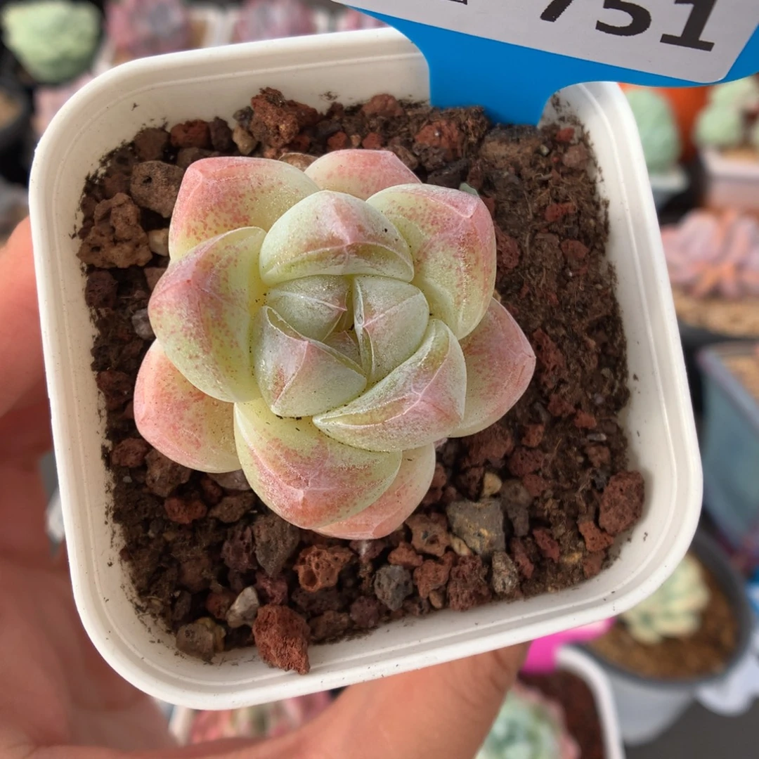 751琥珀冰玉多肉植物