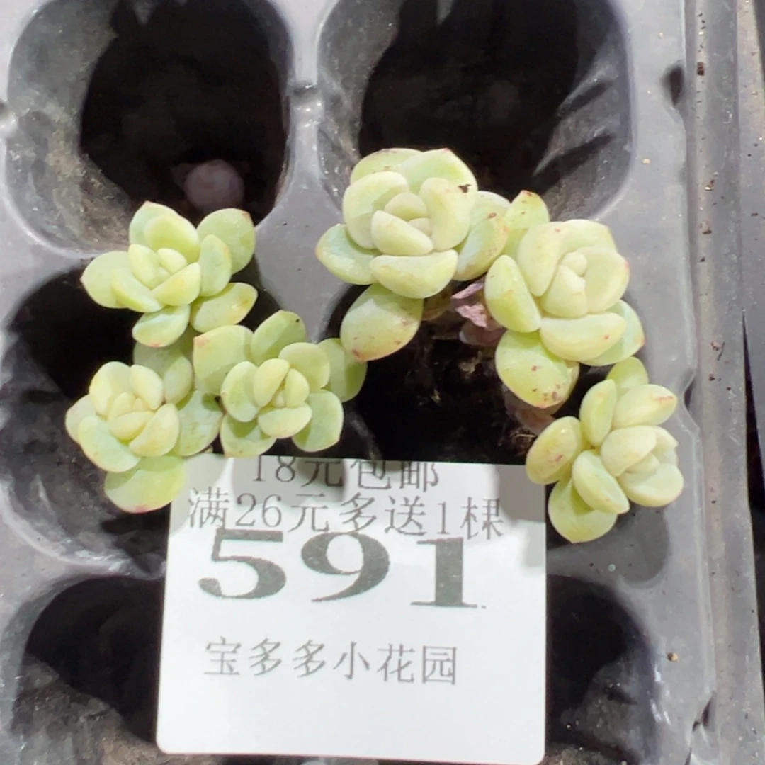 591号白底小脸冰玉3头群到手两颗 大小3cm左右