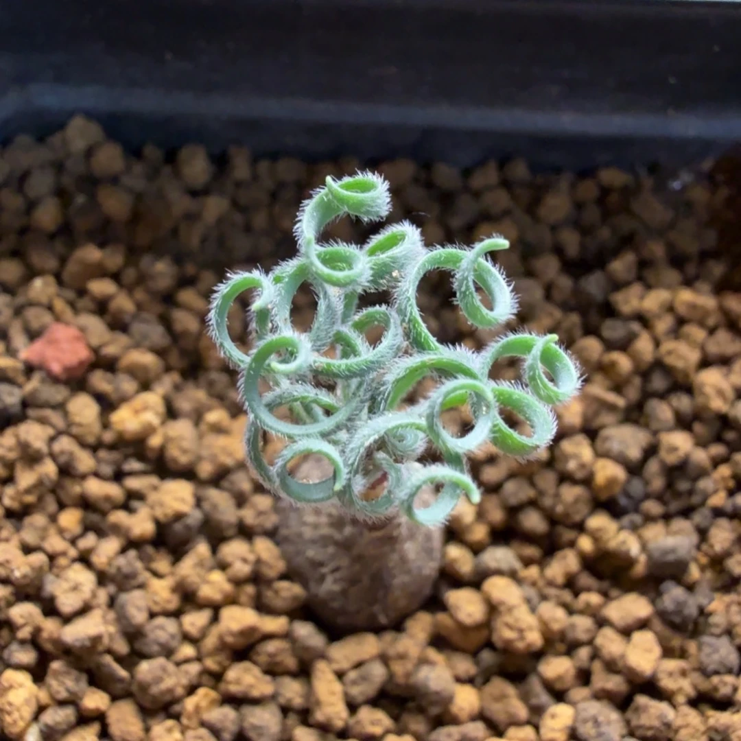 毛叶G L911 弹簧草仙人球