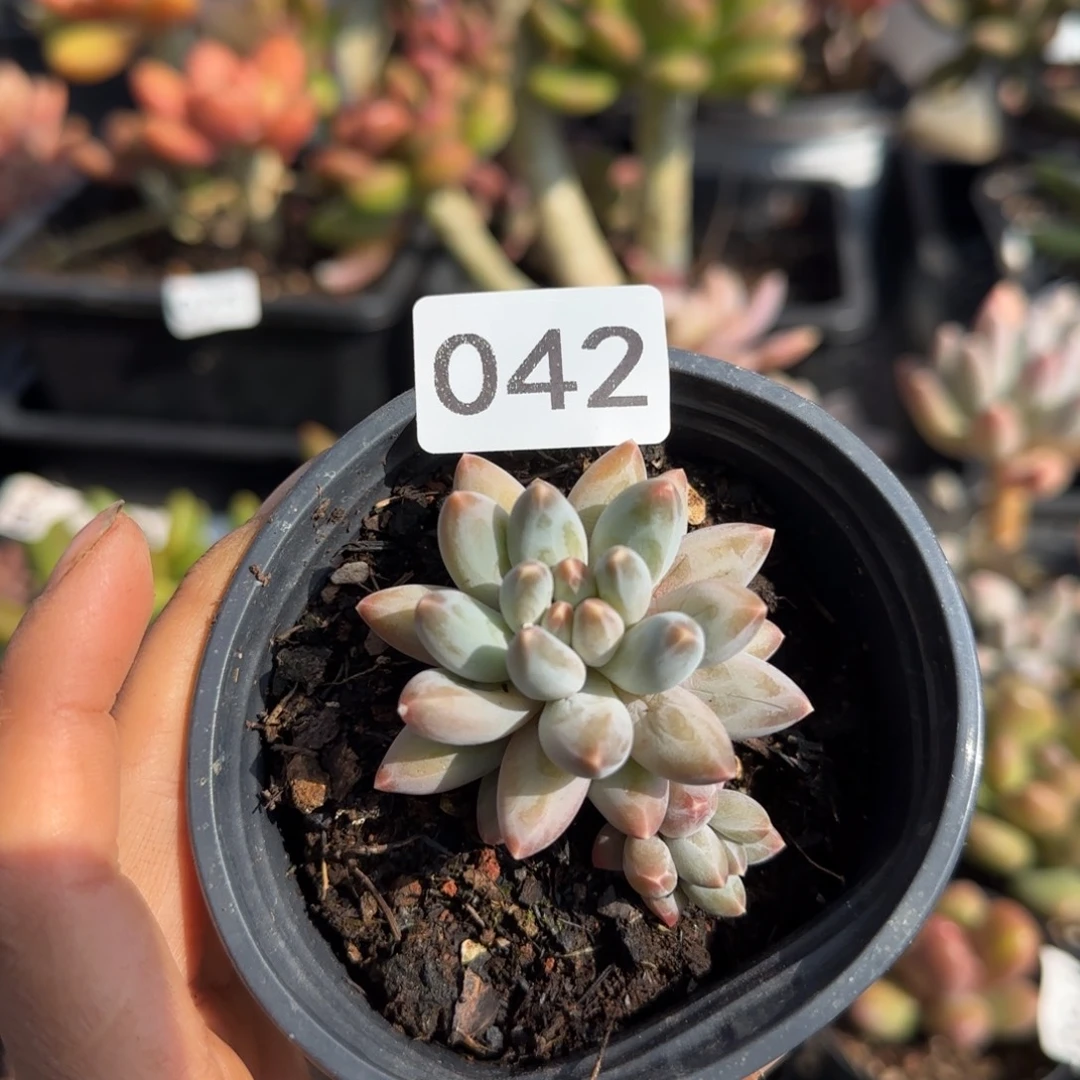 042号一物一拍一物一拍