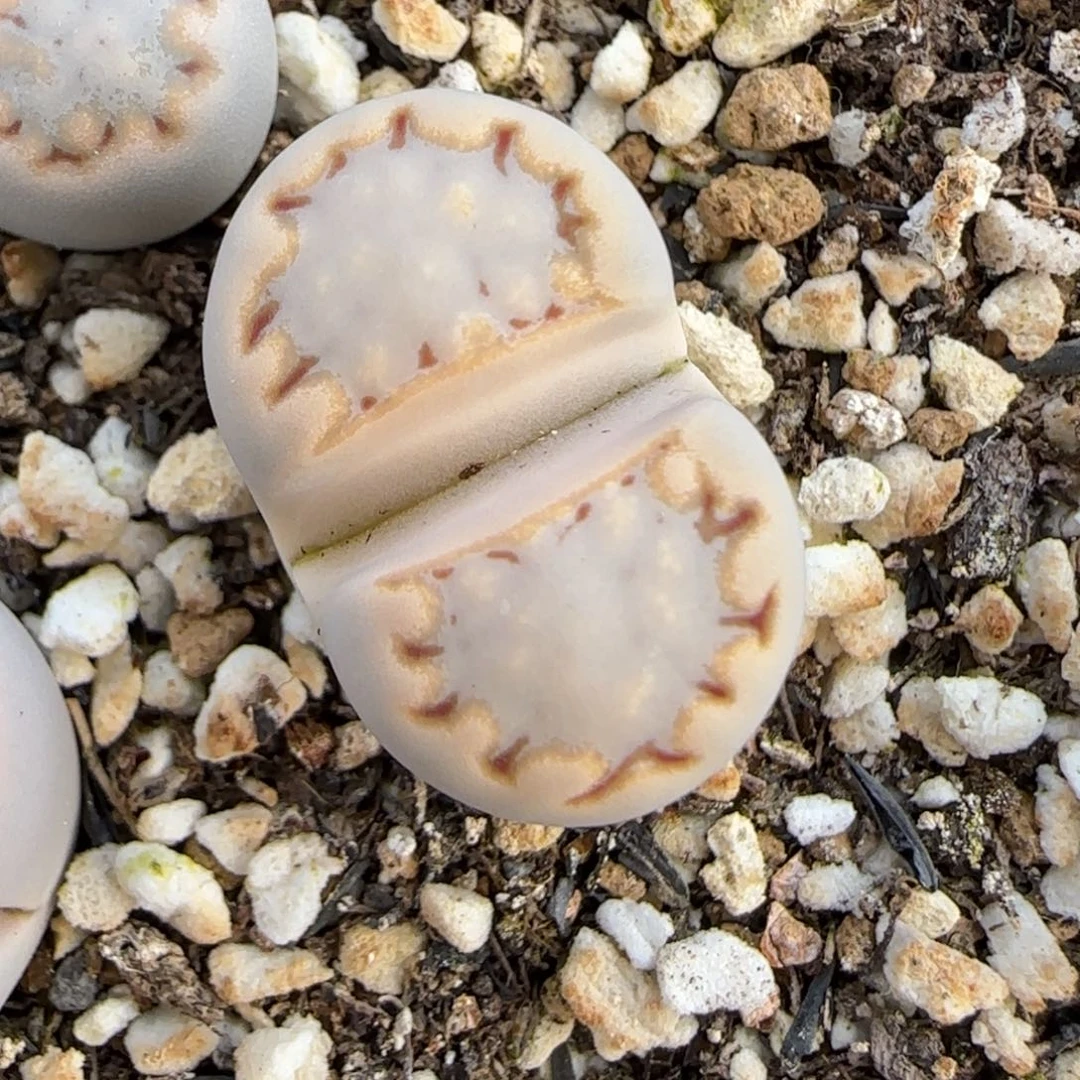 1.3.c217饼干.9027福利.有腿