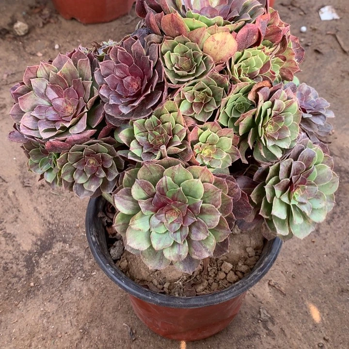 551花月夜多肉植物特价