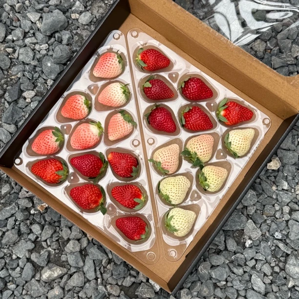 四种草莓顺丰空运礼盒奶油草莓➕粉玉草莓➕淡雪草莓➕黑珍珠草莓