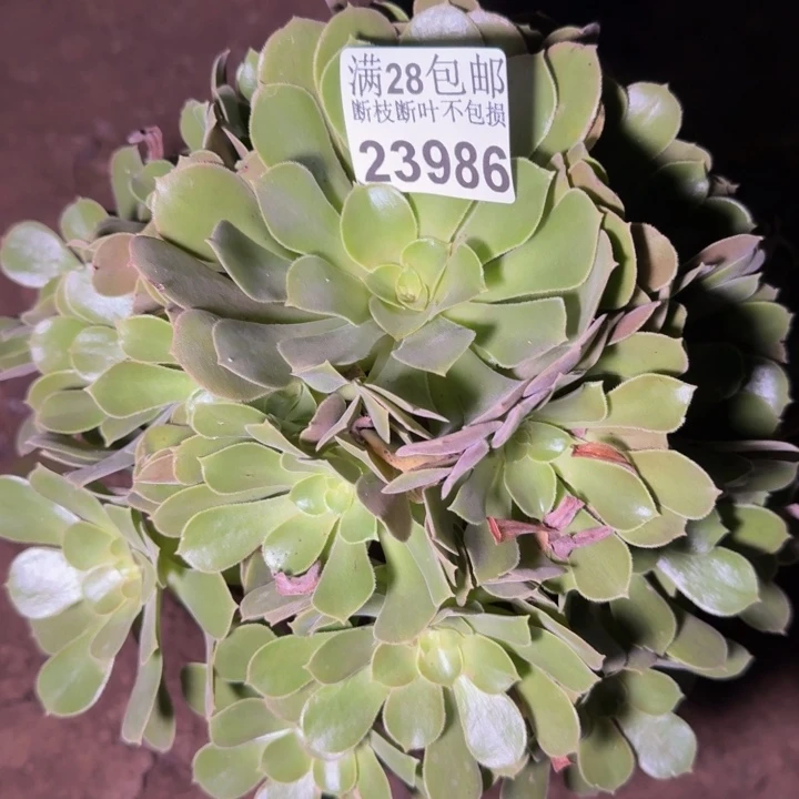23986流星雨多肉植物