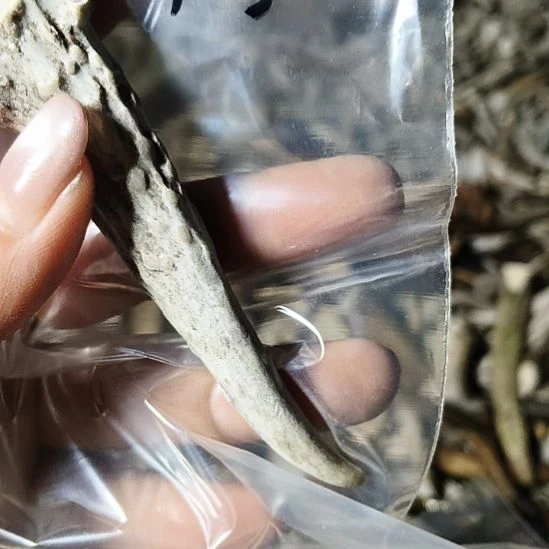 木***水非金属无鹿角鹿角鹿角鹿角鹿角鹿角
