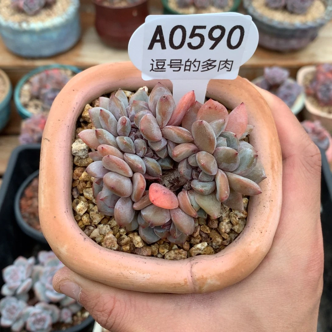 A0590 石榴籽朵缀 有砍 7cm