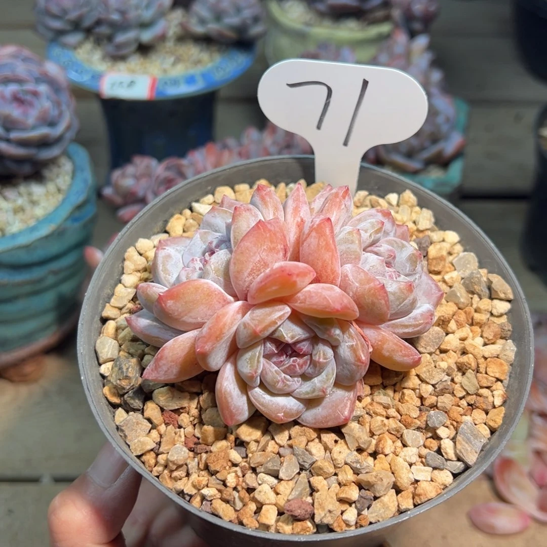71号三头紫皮紫心圆脸