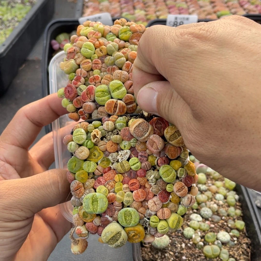 红陶ゞ***朲00000000000096