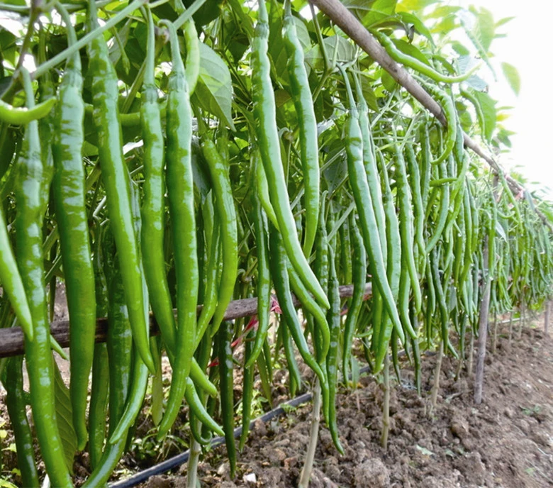 线椒中辣长辣椒二荆条农家产地直销青线椒