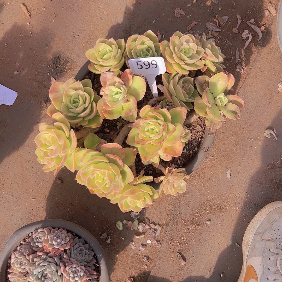 菲*599辛娜塔25不售后