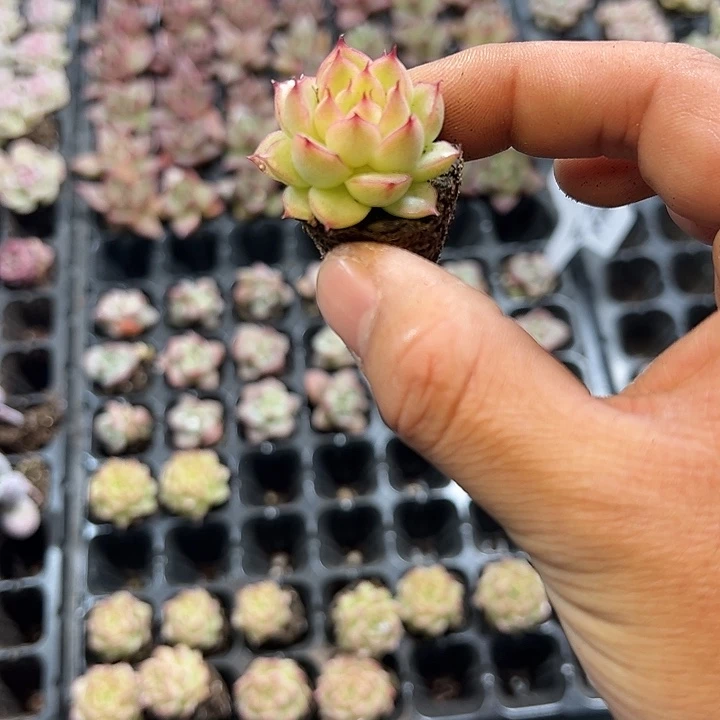 珍妮系 满10颗包邮