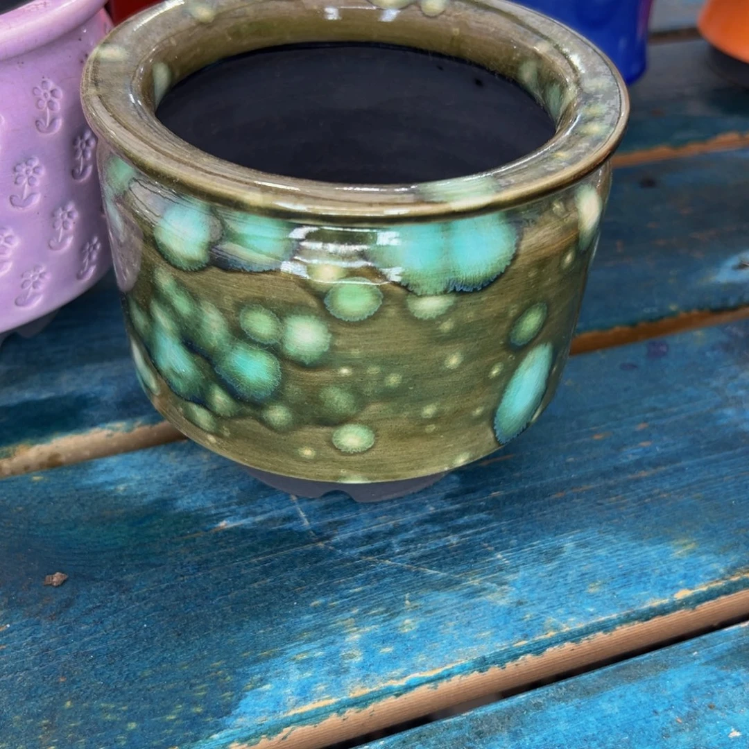 多肉一物一拍0513-266