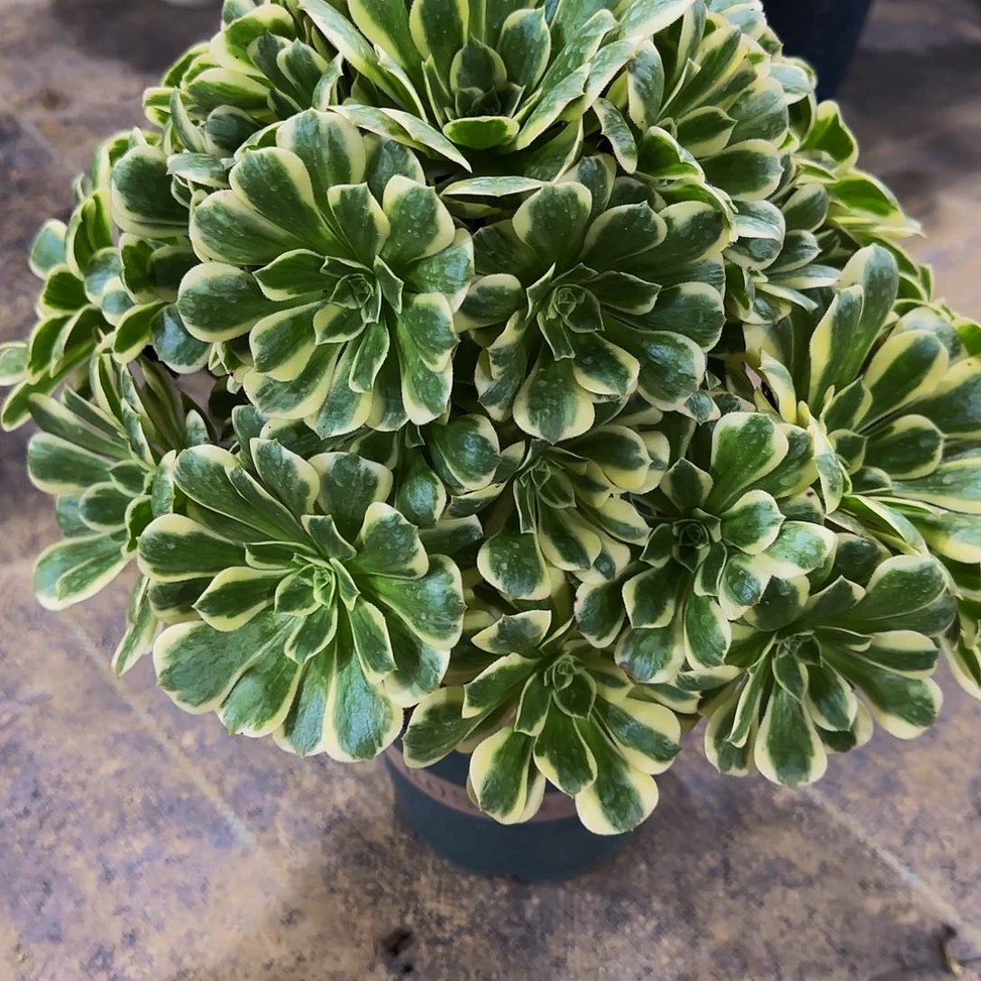 沁***源老庄迈巴赫法师45.8