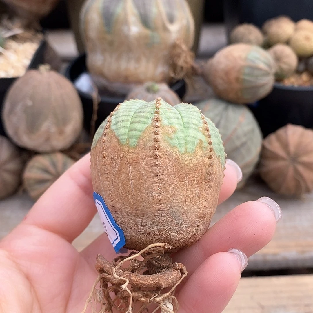 欧系布纹球多肉植物