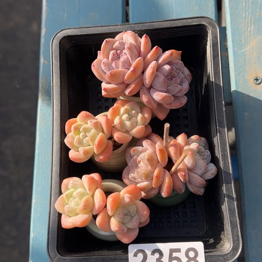 艳***2359，四个双肉肉带盆