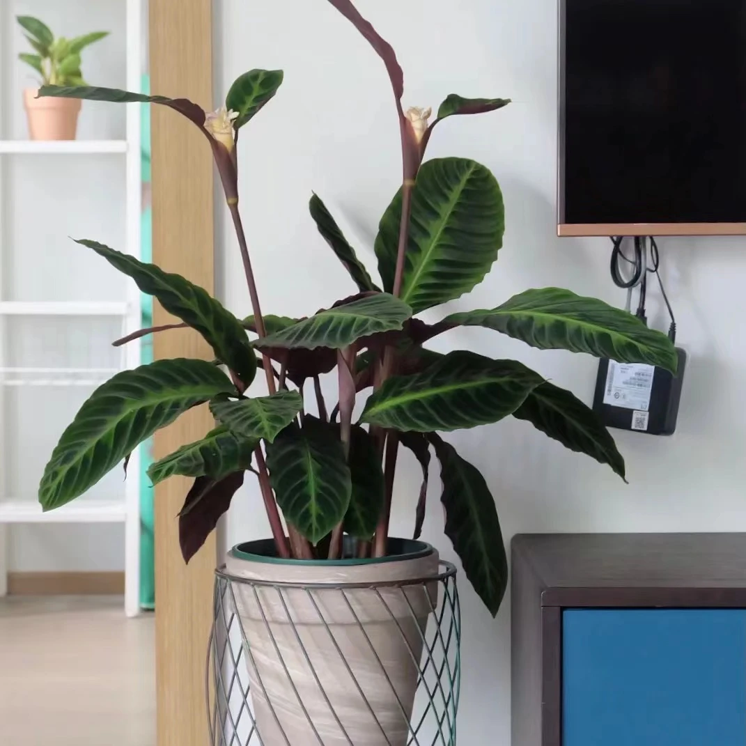 紫背天鹅绒竹芋绿植盆栽室内办公室客厅净化空气四季常青美观植物
