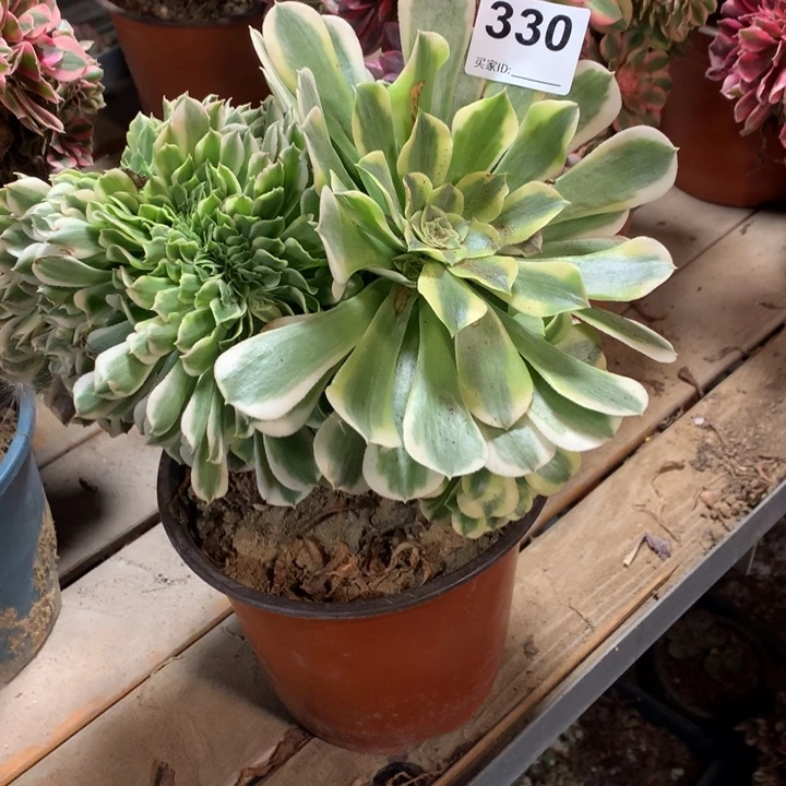 温***窝330绿豆沙缀多肉法师