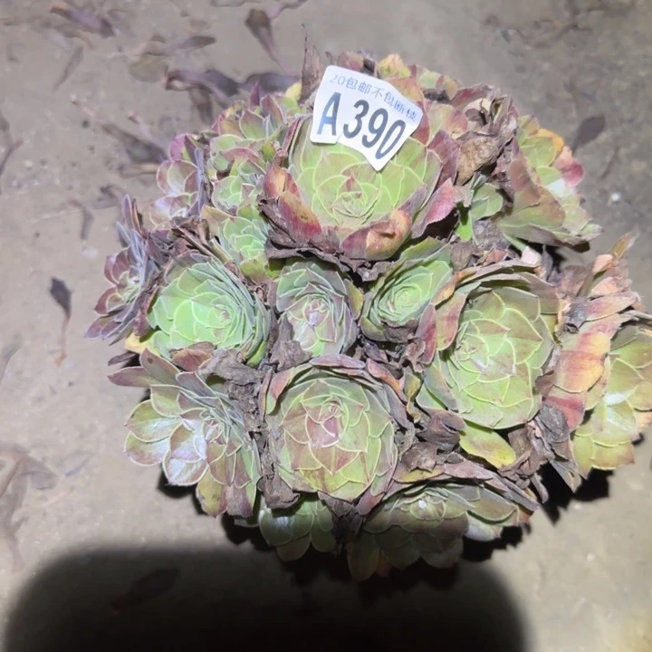 花月夜，不包断枝……………………