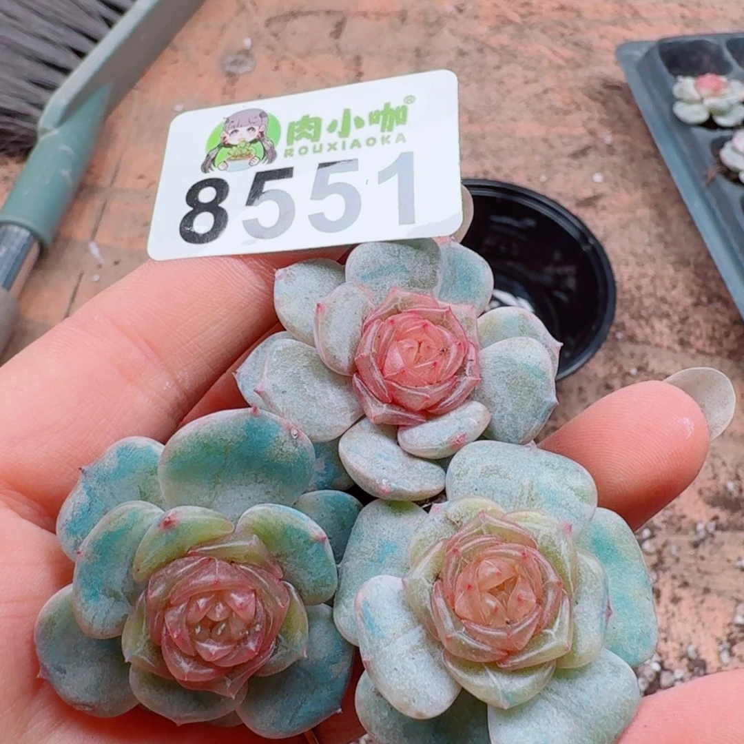 多肉植物多肉植物