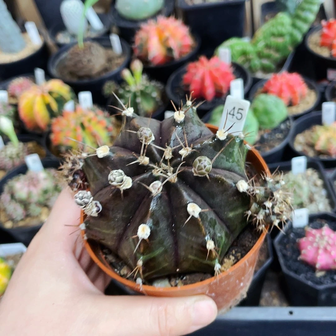 非偏远地区满25包邮仙人球